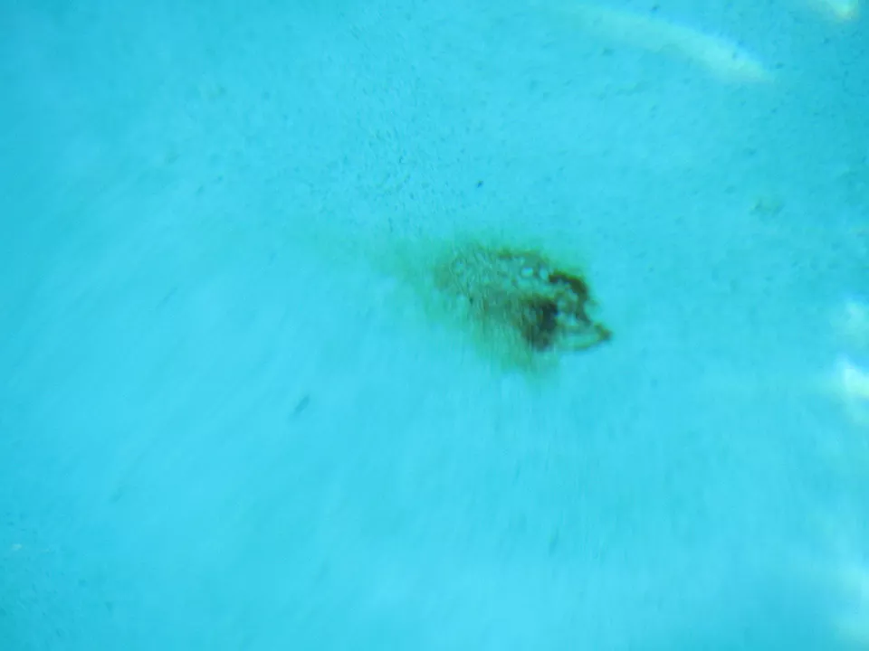 Liner Stains